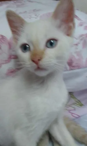 Gato raça SRD idade 2 a 6 meses nome Lucy
