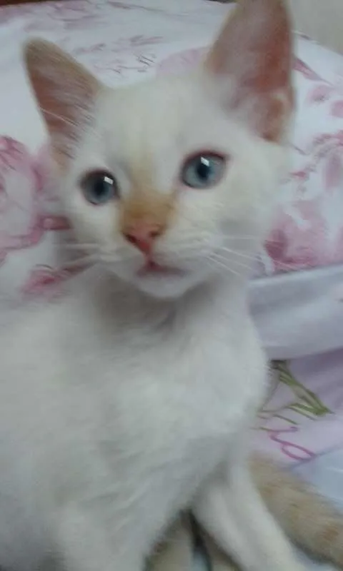 Gato ra a SRD idade 2 a 6 meses nome Lucy