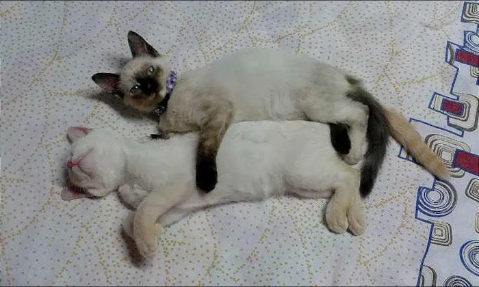 Gato ra a SRD idade 2 a 6 meses nome Lucy