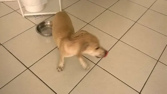 Cachorro raça  idade 2 a 6 meses nome Sem Nome
