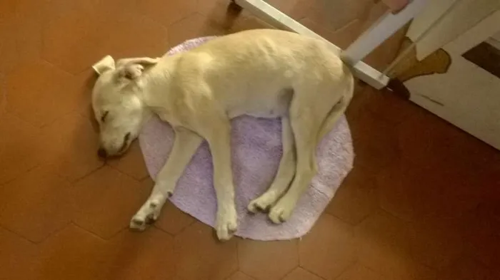 Cachorro raça  idade 2 a 6 meses nome Sem Nome