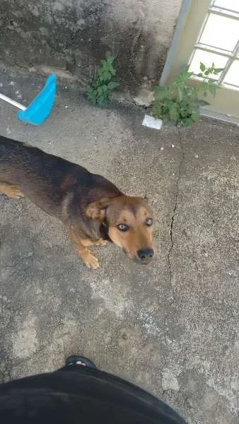 Cachorro ra a VIRA LATA idade 3 anos nome TOTÓ