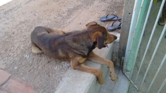 Cachorro ra a VIRA LATA idade 3 anos nome TOTÓ