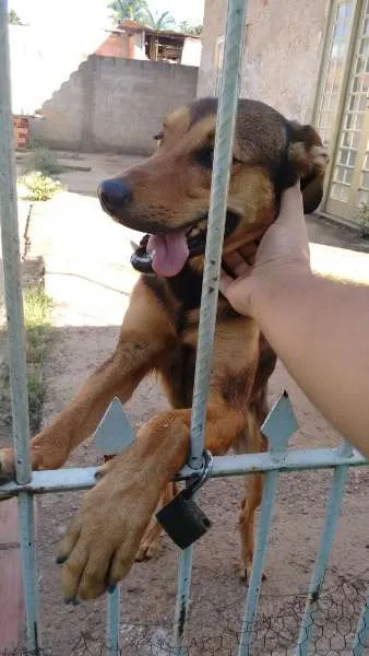 Cachorro ra a VIRA LATA idade 3 anos nome TOTÓ