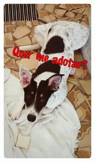 Cachorro ra a dálmata/pastor idade 2 a 6 meses nome Breno
