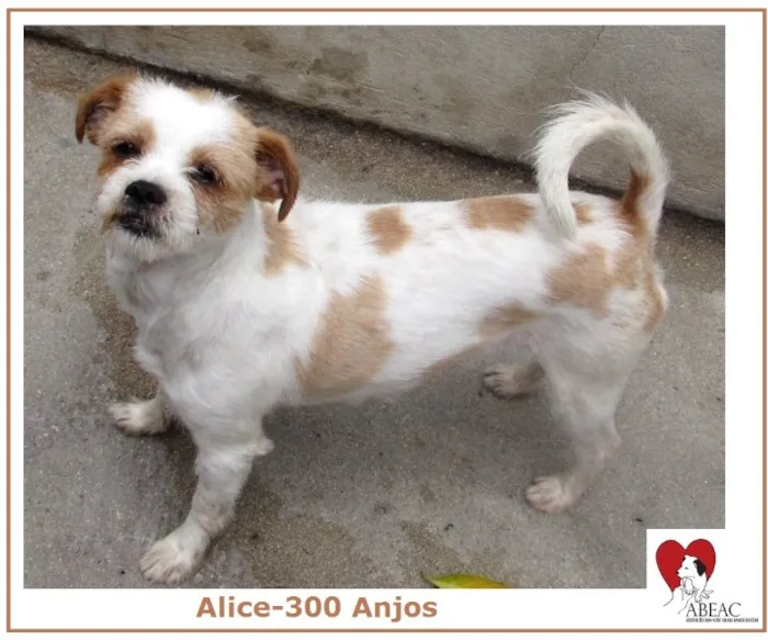 Cachorro ra a Lhasa Apso idade 2 anos nome ALICE PEQUENINA