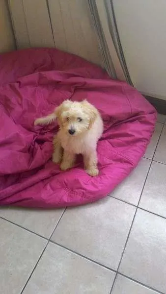 Cachorro ra a SRD idade 2 a 6 meses nome THOR