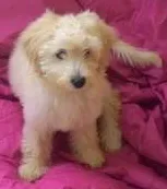 Cachorro raça SRD idade 2 a 6 meses nome THOR