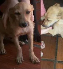 Cachorro raça SRD idade 7 a 11 meses nome Buddy
