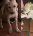 Buddy