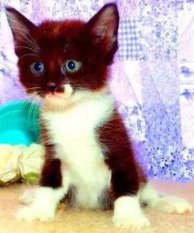 Gato raça SRD idade Abaixo de 2 meses nome Luigi