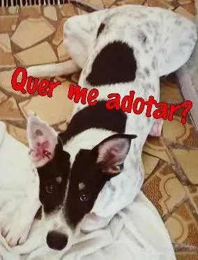 Cachorro ra a dálmata/pastor idade 2 a 6 meses nome Breno