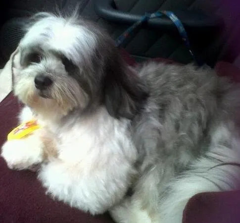 Cachorro ra a Lhasa apso idade 5 anos nome Snoopy