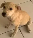 Cachorro raça  idade 2 a 6 meses nome Sem Nome