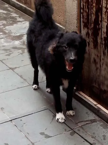 Cachorro ra a Mistura border collie idade 7 a 11 meses nome Rintintim