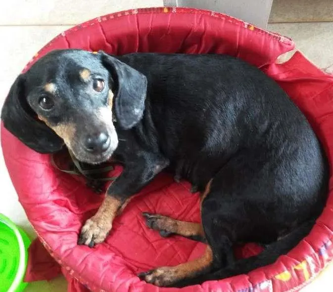 Cachorro ra a Basset-Cofap idade 6 ou mais anos nome Não sei