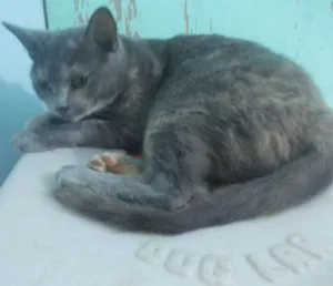 Gato raça  idade 1 ano nome Safira