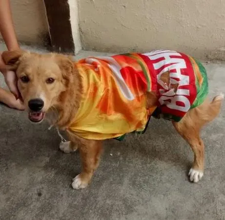Cachorro ra a Mistura de pitbull com vira lata idade 7 a 11 meses nome Cristal