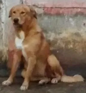 Cachorro raça Mistura de pitbull com vira lata idade 7 a 11 meses nome Cristal