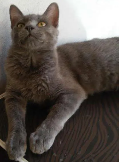 Gato ra a angora misturado idade 2 a 6 meses nome peludinho