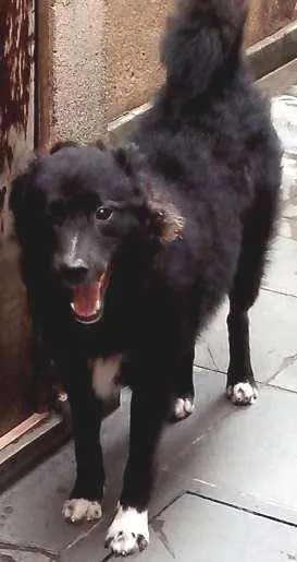 Cachorro ra a Mistura border collie idade 7 a 11 meses nome Rintintim