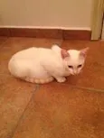 Snow filhote