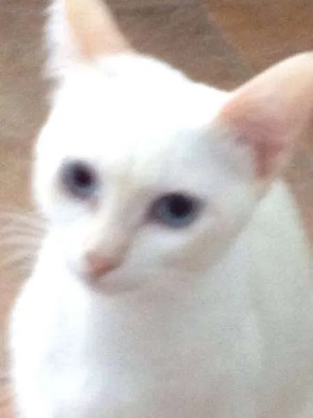Cachorro ra a SRD idade 2 a 6 meses nome Snow filhote
