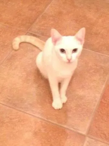 Cachorro ra a SRD idade 2 a 6 meses nome Snow filhote