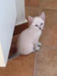 kiko filhote