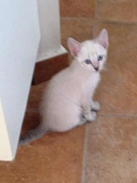 Gato ra a SRD idade 2 a 6 meses nome kiko filhote