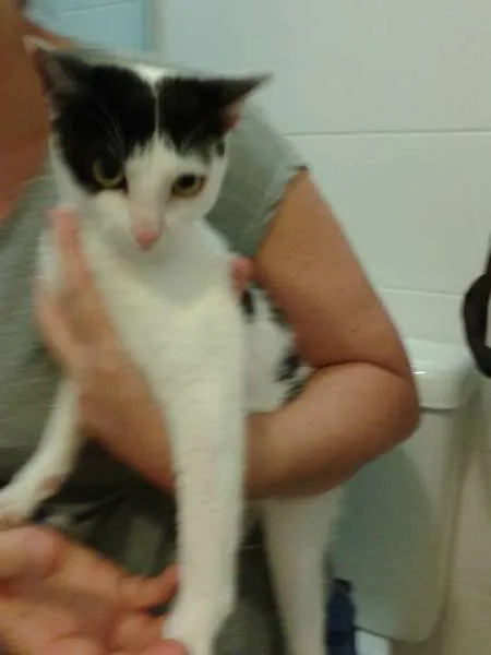 Gato ra a SRD idade 2 a 6 meses nome Mila filhote