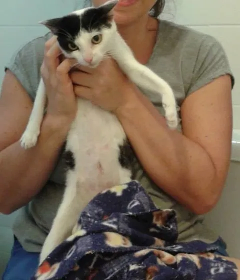 Gato ra a SRD idade 2 a 6 meses nome Mila filhote