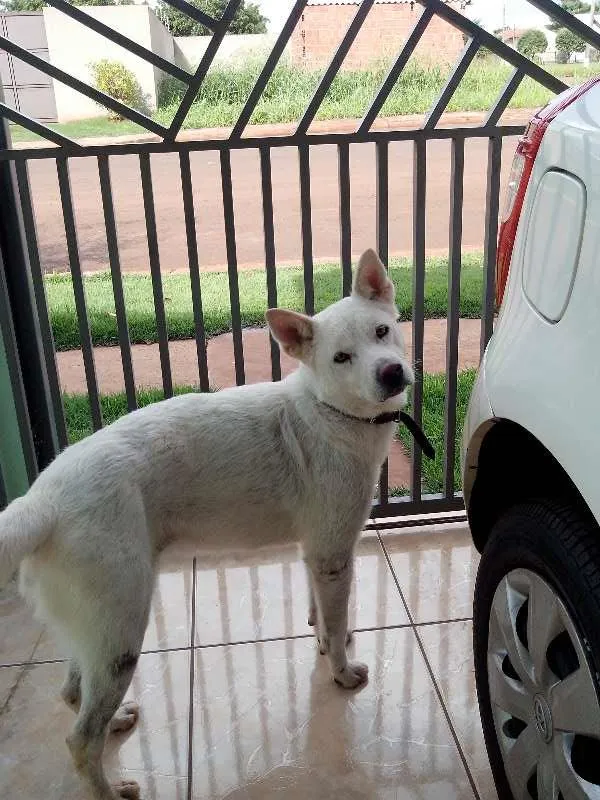 Cachorro ra a akita idade 3 anos nome Mel