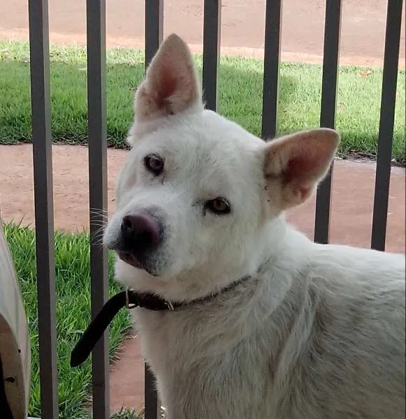 Cachorro ra a akita idade 3 anos nome Mel