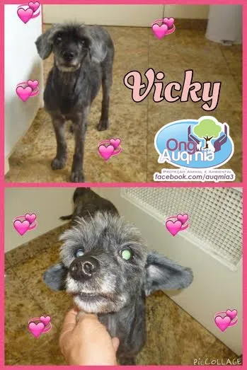 Cachorro ra a SRD idade 6 ou mais anos nome Vick