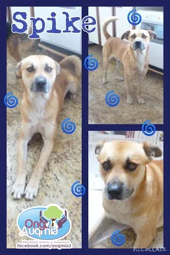 Cachorro ra a SRD idade 2 anos nome SPIKE