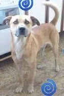 Cachorro ra a SRD idade 2 anos nome SPIKE