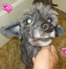 Cachorro ra a SRD idade 6 ou mais anos nome Vick