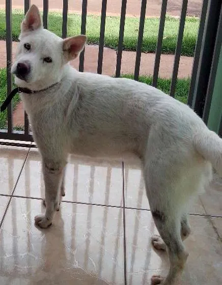 Cachorro ra a akita idade 3 anos nome Mel