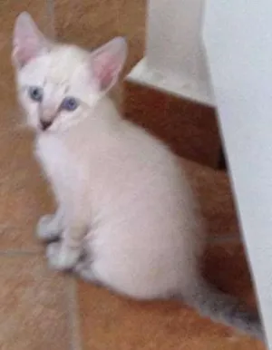 Gato raça SRD idade 2 a 6 meses nome kiko filhote