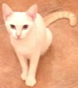 Cachorro raça SRD idade 2 a 6 meses nome Snow filhote