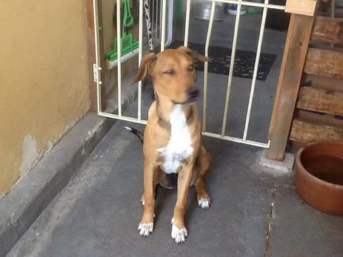 Cachorro ra a srd idade 7 a 11 meses nome poly