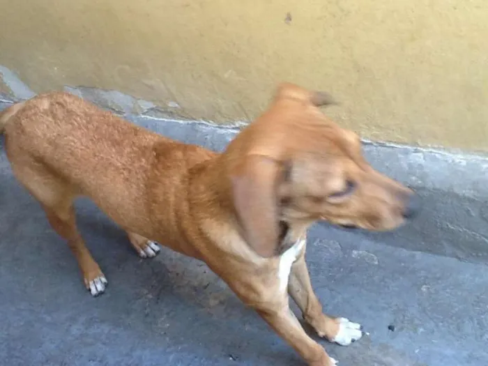 Cachorro ra a srd idade 7 a 11 meses nome poly