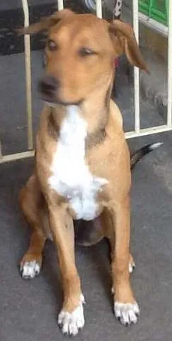 Cachorro raça srd idade 7 a 11 meses nome poly