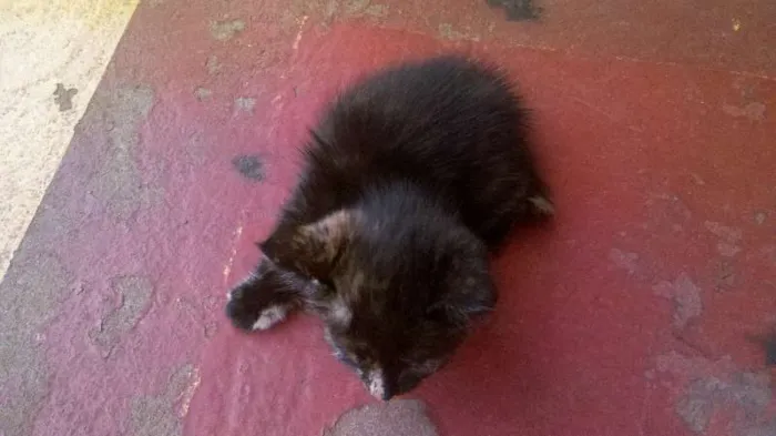 Gato ra a SRD idade 2 a 6 meses nome fofinha/neguinha