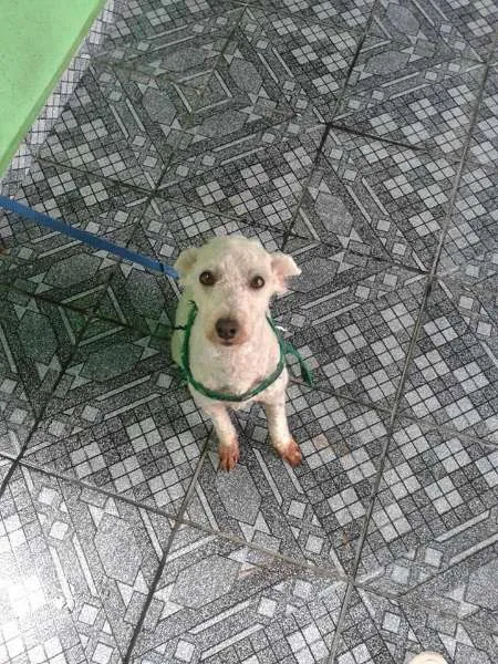 Cachorro ra a Poodle idade 3 anos nome Nick