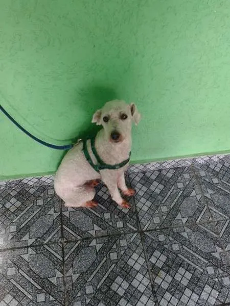 Cachorro ra a Poodle idade 3 anos nome Nick