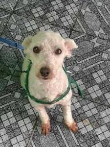 Cachorro ra a Poodle idade 3 anos nome Nick