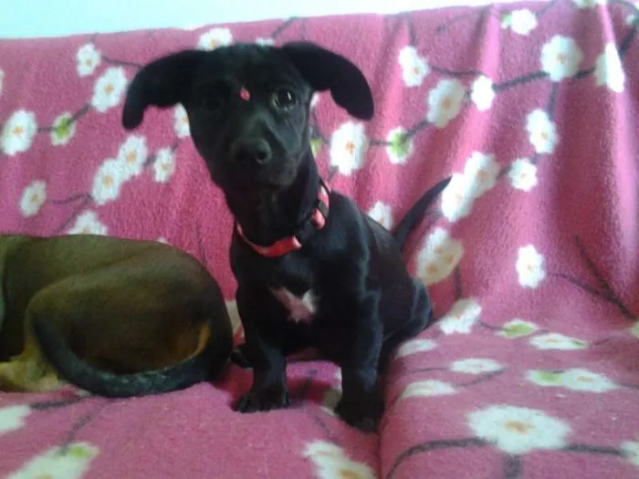 Cachorro ra a Basset idade 1 ano nome Neguinha