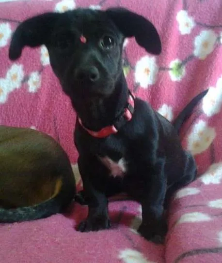 Cachorro ra a Basset idade 1 ano nome Neguinha